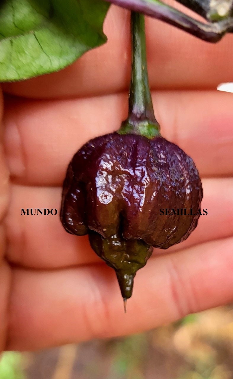 Purple pepper - Etsy 日本