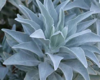 15 semi di Salvia apiana - salvia bianca