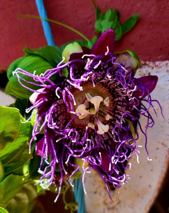 Sementes Maracuja Gigante (Passiflora Quadrangularis) - Preço: €2.50 - Foto 3