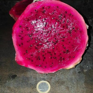 PITAYA hylocereus GIANT fruit record +1kg - pitahaya - 500 graines - graines