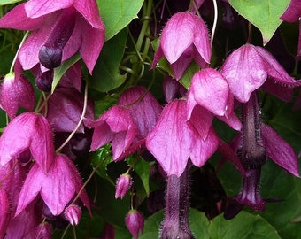 Semillas de flores trepadoras, Rhodochiton Purple Bells  - flores curiosas