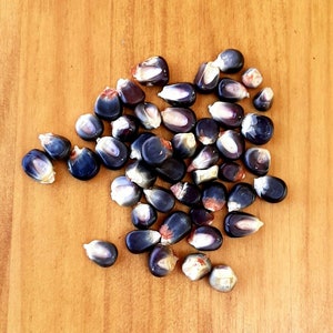 Puede incluir: Primer plano de un montón de granos de maíz azul. Los granos son de un azul intenso con un ligero tono púrpura. Están dispuestos en un patrón aleatorio sobre una superficie de madera.