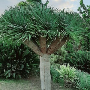 Dracaena cinnabari seeds - Etsy 日本