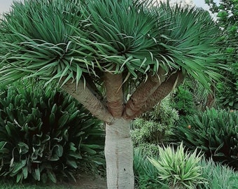 ドラセナ・ドラコ（Dracena draco）の新鮮な種子10個 - Etsy 日本