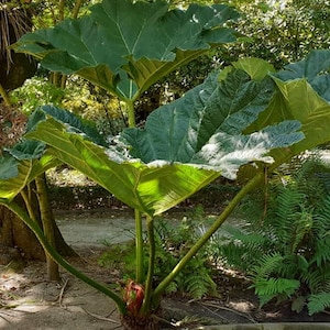 以下が含まれることがあります： 大きく広がった緑の葉を持つ大きな植物。植物は複数の茎を持ち、庭園に生えています。