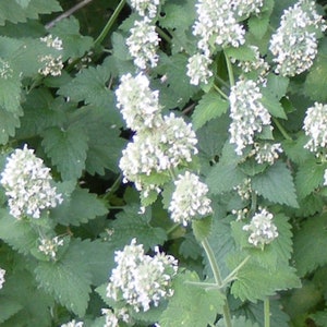 Puede incluir: Primer plano de una planta de hierba gatera con racimos de pequeñas flores blancas. La planta tiene hojas y tallos verdes en forma de corazón. La imagen es una toma natural al aire libre, que muestra la textura y la forma de la planta.