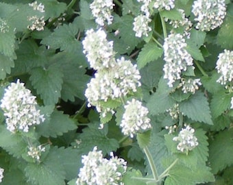 Para tu gato CATNIP, nepeta cataria 600 semillas - seeds