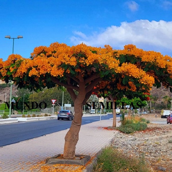 FLAMBOYANT Flamboyan à fleurs orange, Flame Tree Delonix regia. 6 graines