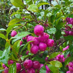 6 seeds of Syzygium Lilly pilly - very aromatic rare sweet fruit - pink rose apple - water apple