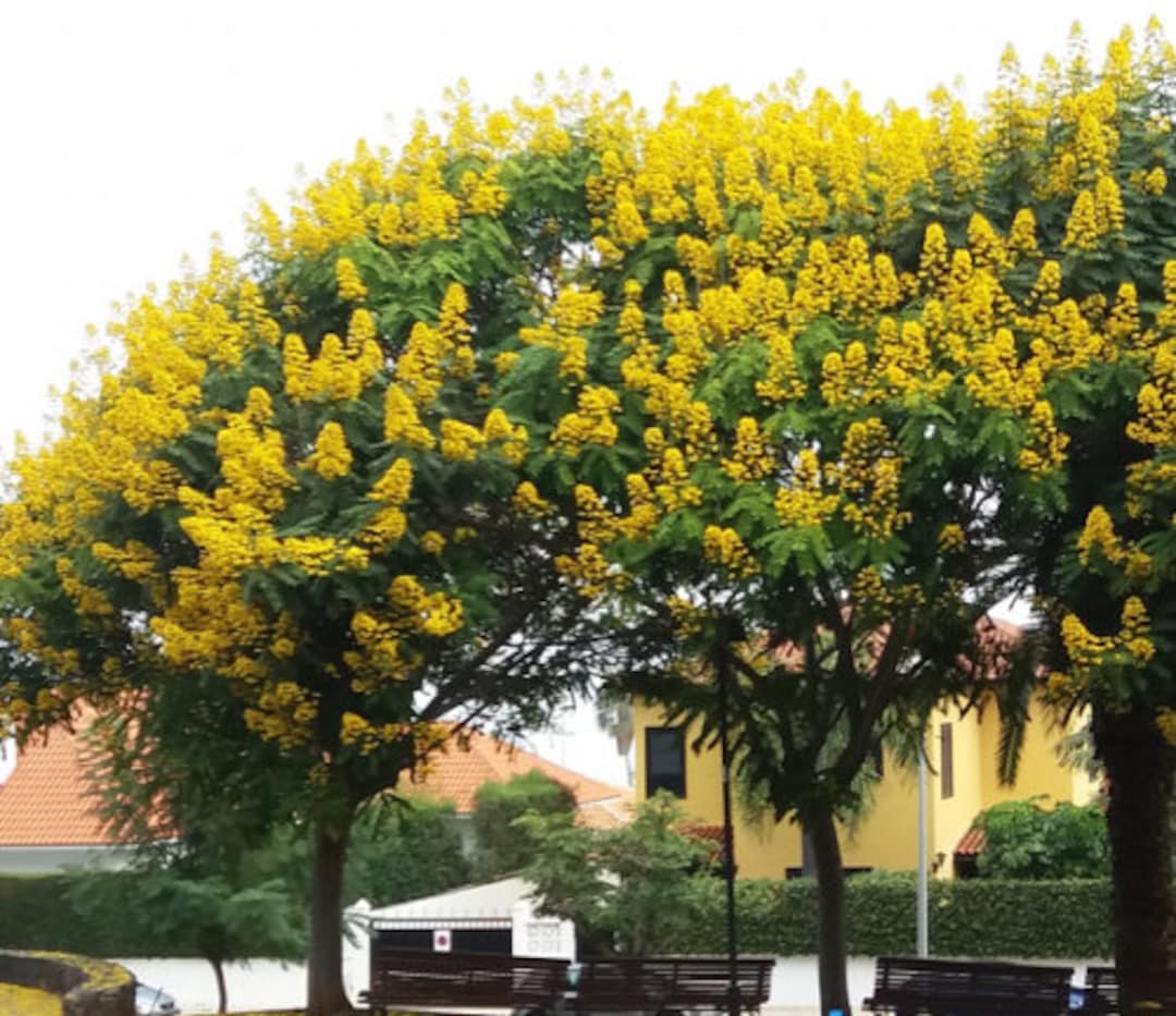 Semi Di Cassia Alata, Cespuglio Di Candela, Arbusto Della Tigna - Foto 2
