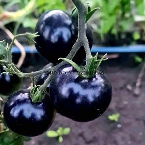 Blackest tomato in the world (black beauty) 15 seeds garden orchard seeds