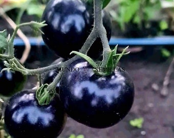 ブラックビューティー」トマト種子10個（伝統品種） - 世界で最も黒い