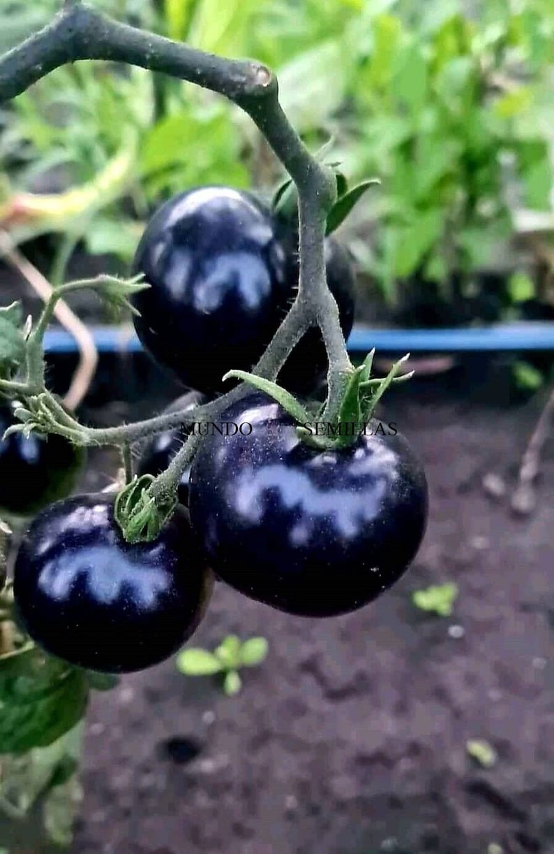 Schwärzeste Tomate der Welt Black Beauty 10 Samen Garten-Obstgarten-Samen Bild 1