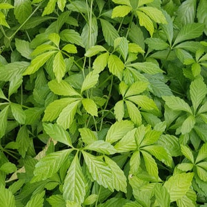 Può includere: Primo piano di una pianta verde lussureggiante con grandi foglie a cinque punte. Le foglie sono disposte in un motivo denso e sovrapposto, creando uno sfondo testurizzato e vibrante.