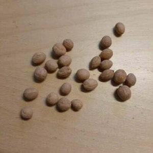 Puede incluir: Una colección de semillas de color marrón claro, de forma ovalada, esparcidas sobre una superficie de madera clara.