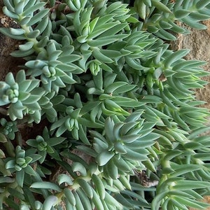 Può includere: Primo piano di una pianta succulenta con foglie lunghe, sottili e verdi. Le foglie sono disposte a spirale, creando una superficie testurizzata e visivamente accattivante.