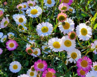 1000 semi di Erigeron karvinskianus - Margherita messicana - ideale per giardini rocciosi