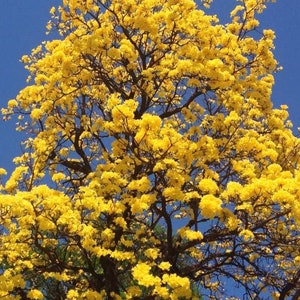 Gelbe Lapacho-Samen (Tabebuia) – Guayacan – wunderschöne Blumen