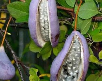 10 Akebia Trifoliata Seeds | Edible Chocolate Vine | Exotic and Aromatic Vine | Rare Climbing Plant | Vertical Garden