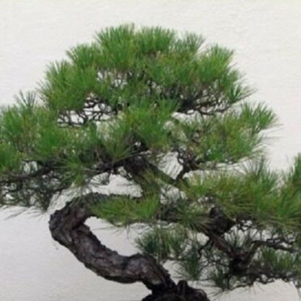 Japanese Black Pine - pinus Thunbergii - Ideal for bonsai 1000 fresh seeds