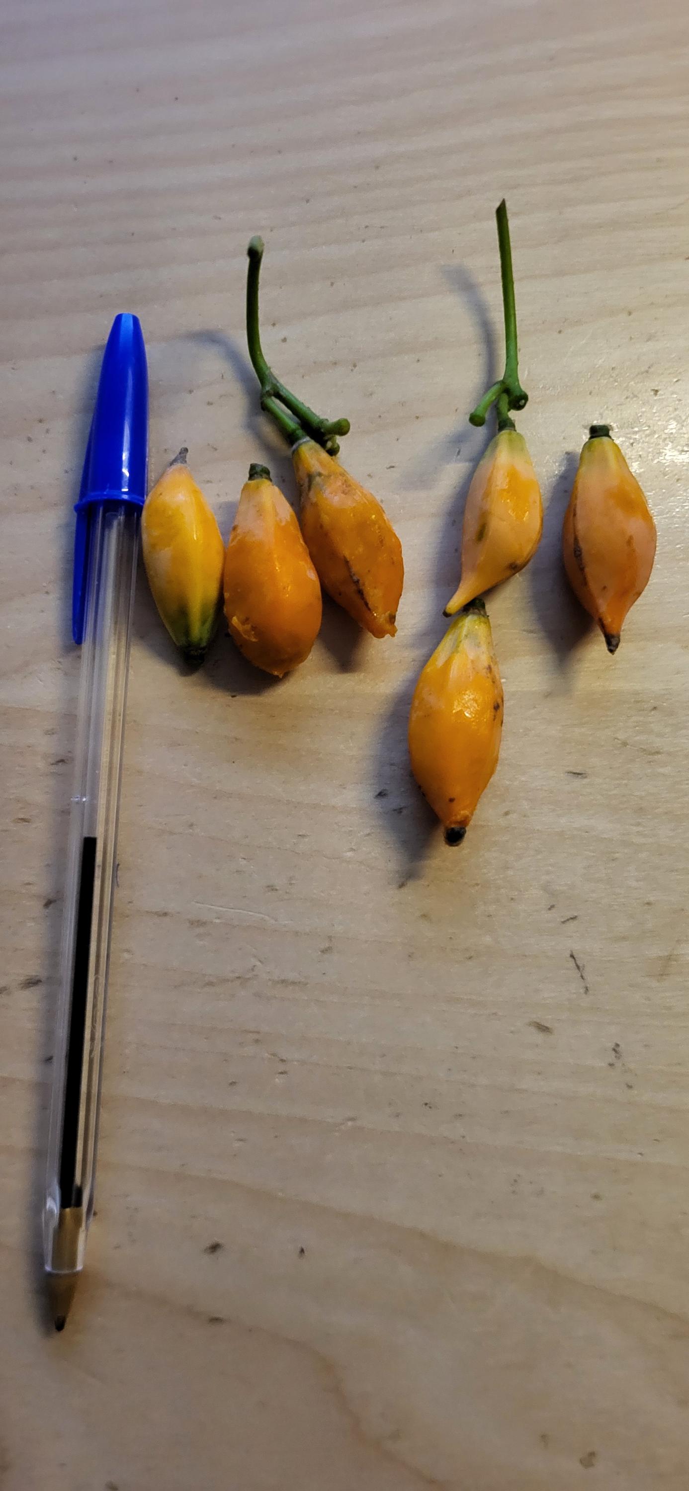 Carica Papaya – 20 Papajazaden, Tropische Plant Met Zoete Vruchten, Geschikt Voor Binnen En Buiten, Incl. Kieminstructies