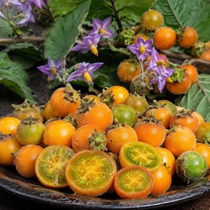 1000 Solanum Quitoense Seeds | Lulo Naranjilla Seeds | Tropical Fruit Plant Seeds | Rare Exotic Garden Seeds | Grow Your Own Lulo Plant