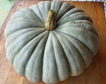 10 Semi Di Zucca Dolce Queensland Blue (Jarrahdale) - Ideale Per Forno E Torte