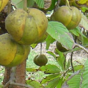 10 Elefantenapfelsamen - Dillenia indica - Apfel