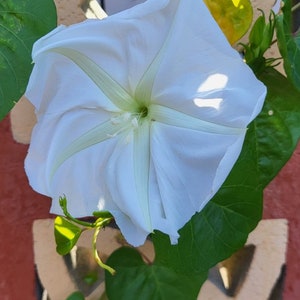 Sementes de Moonflower - Ipomoea alba - flores noturnas gigantes - videira de crescimento rápido - ipomea