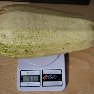 Puede incluir: Una calabaza grande y alargada de color amarillo pálido y verde sobre una báscula de cocina digital blanca. La pantalla de la báscula muestra un peso de 3836 gramos. La calabaza tiene una piel firme y lisa con motas verdes y un pequeño tallo verde.