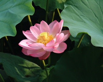 Lotusblume Nelumbo nucifera - Wasserpflanze 3 Samen Samen