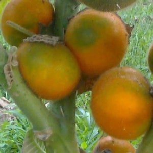 Puede incluir: Primer plano de cuatro frutas de color naranja y verde con un tallo y hojas verdes. Las frutas son redondas y tienen una textura lisa.