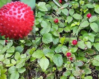 Potentilla indica - Fresa india - 250 semillas seeds - Mock Strawberry