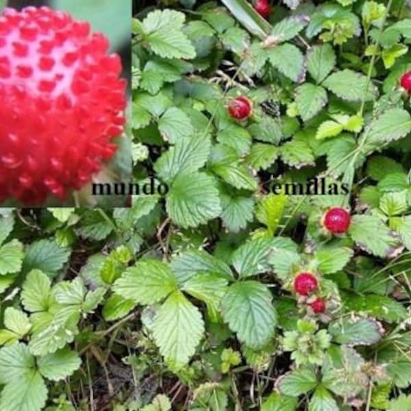 Potentilla indica - Indian strawberry - 250 seeds seeds - Mock Strawberry