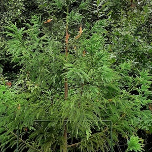 Japanese cedar - Cryptomeria japonica seeds - seeds ideal for bonsai