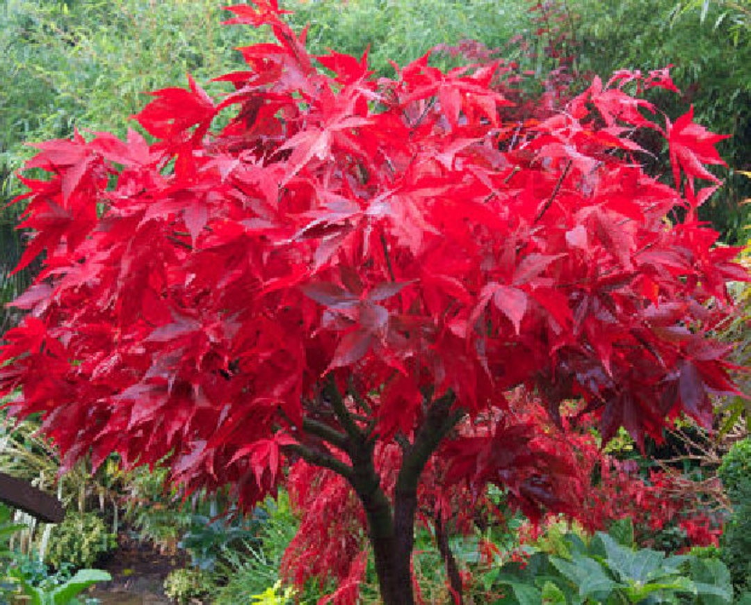 Japanese Maple Seeds - Acer Palmatum Osakazuki - Red Leaves - Ideal for  Bonsai - Etsy Israel