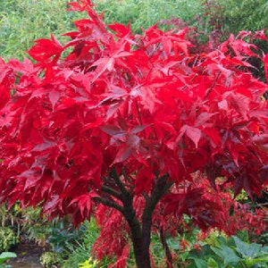 Japanischer Ahornsamen - Acer palmatum osakazuki - rote Blätter - ideal für Bonsai