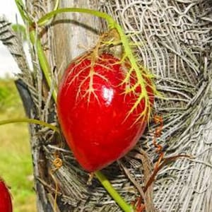 Passiflora foetida - rare edible red fruit - passion fruit seeds