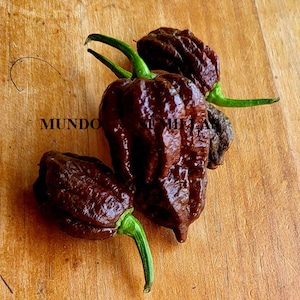 Carolina Reaper Chocolate (officially the world&#39;s hottest chili) 10 fresh seeds