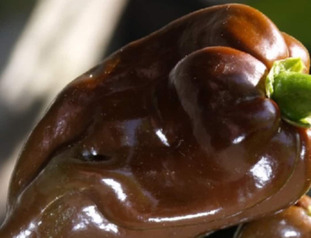 Habanero Chocolate - Muy Picante - Pepper 30 Semillas - Seeds - España