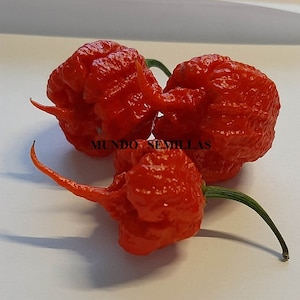 Dragon breath long tail fruit variety - spicier than carolina reaper chili 10 seeds seeds