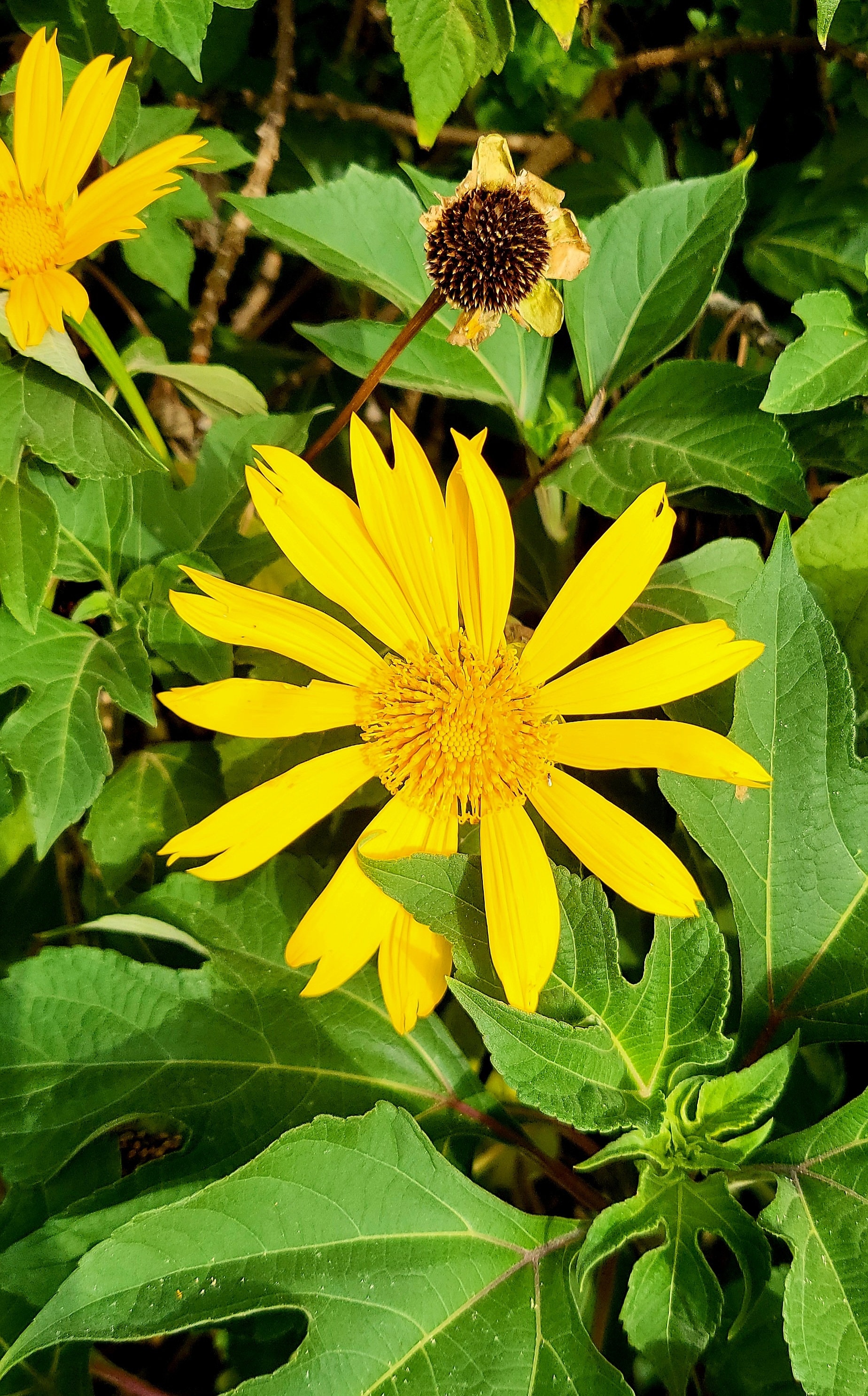 Girasol Mexicano O Tithonia Diversifolia Flores Amarillas Imagen de