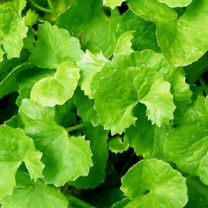 Op de afbeelding: Een close-up van een groep groene bladeren. De bladeren zijn groot en hebben een licht gekreukelde textuur.