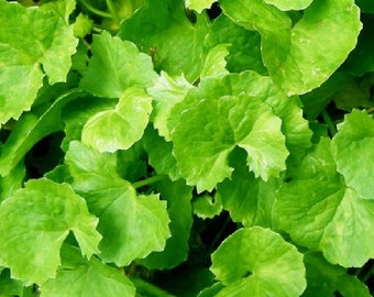 10 Centella asiatica-zaden - Gotu Kola-zaden