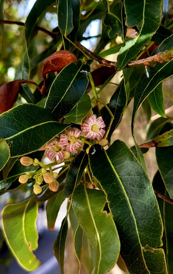 クイーンズランドボトルツリー  ブラキキトン クイーンズランドボトルツリー ブラキキトン