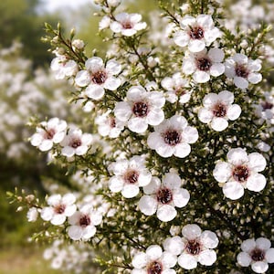 50 graines blanches de Leptospermum scoparium | Arbre à thé de Nouvelle-Zélande | Fleurs blanches élégantes | Jardin et pot