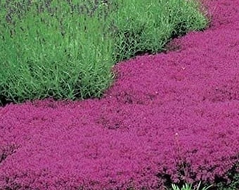 Semillas de  Tomillo Rastrero Alfombra   (Thymus Serpyllum - Cubierta Ornamental Cubierta Vegetal aromática