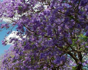 500 semillas de árbol de real Emperatriz de PAULOWNIA Tomentosa flor