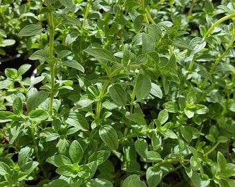 Oregano ( Origanum vulgare ) 1000 semillas - seeds - orégano