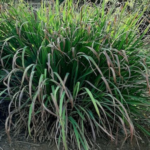 Op de afbeelding: Een close-up van een grote bos groene citroengras met wat bruine, droge bladeren. Het citroengras groeit in een tuin.